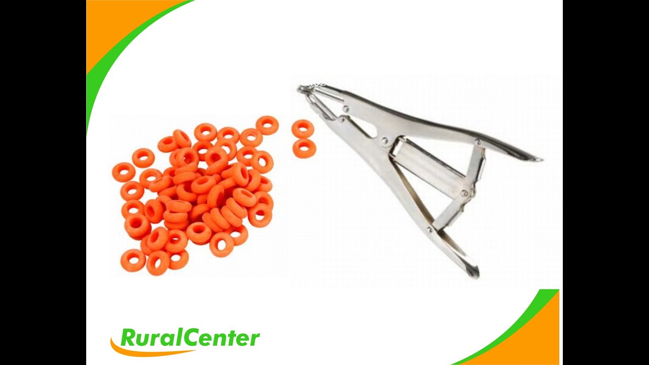 ALICATE ELASTRADOR PARA OVINOS E CAPRINOS + PACOTE COM 100 BORRACHINHAS