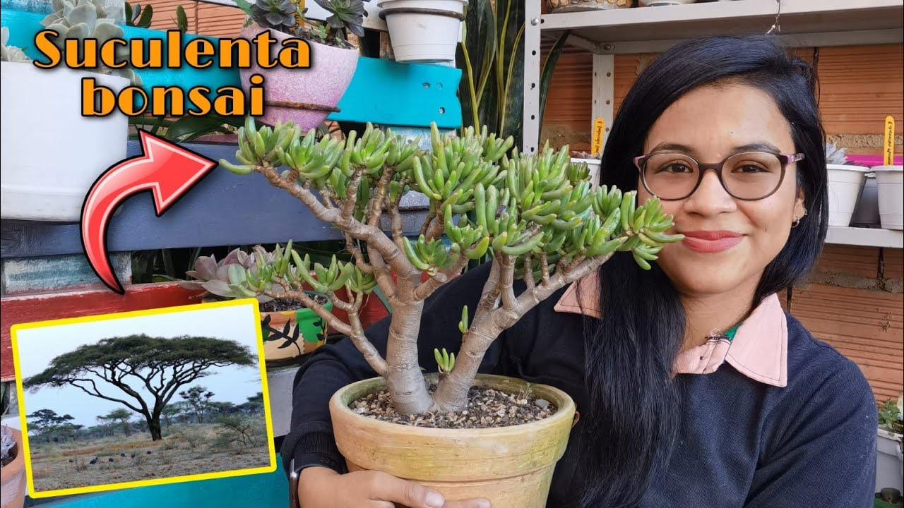 Cómo convertí mi SUCULENTA en BONSAI? 🌱 | Jardines by Angie
