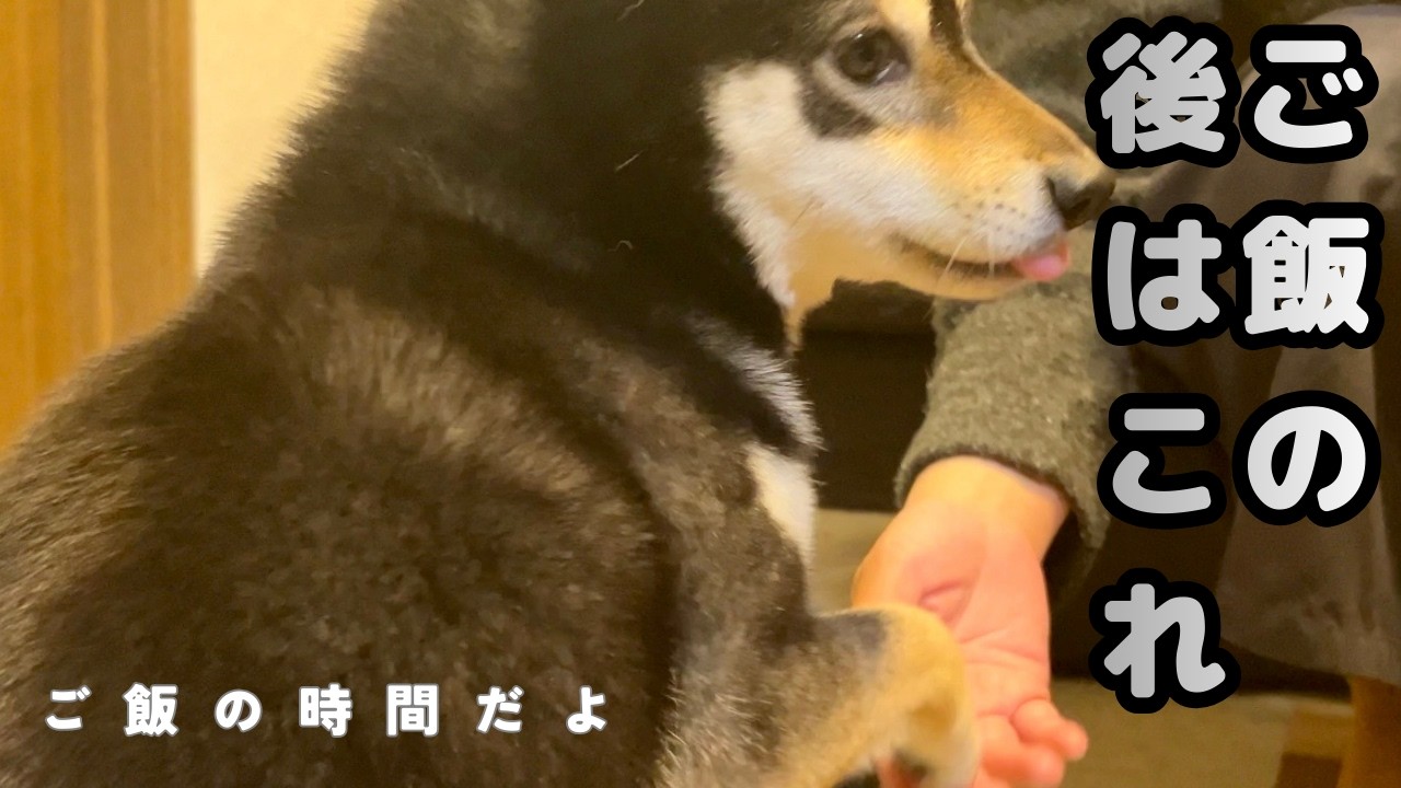 柴犬あさりのご飯タイムが可愛すぎた...食後のルーティンも完璧😆