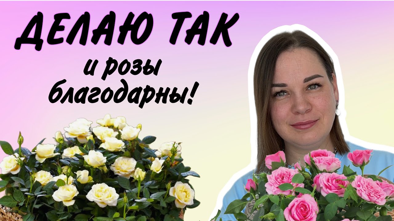 РОЗА КОРДАНА. ЕЖЕНЕДЕЛЬНЫЙ УХОД.