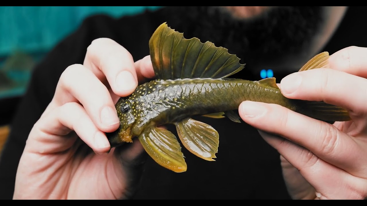 How to Tell the Difference? | Green Phantom Pleco