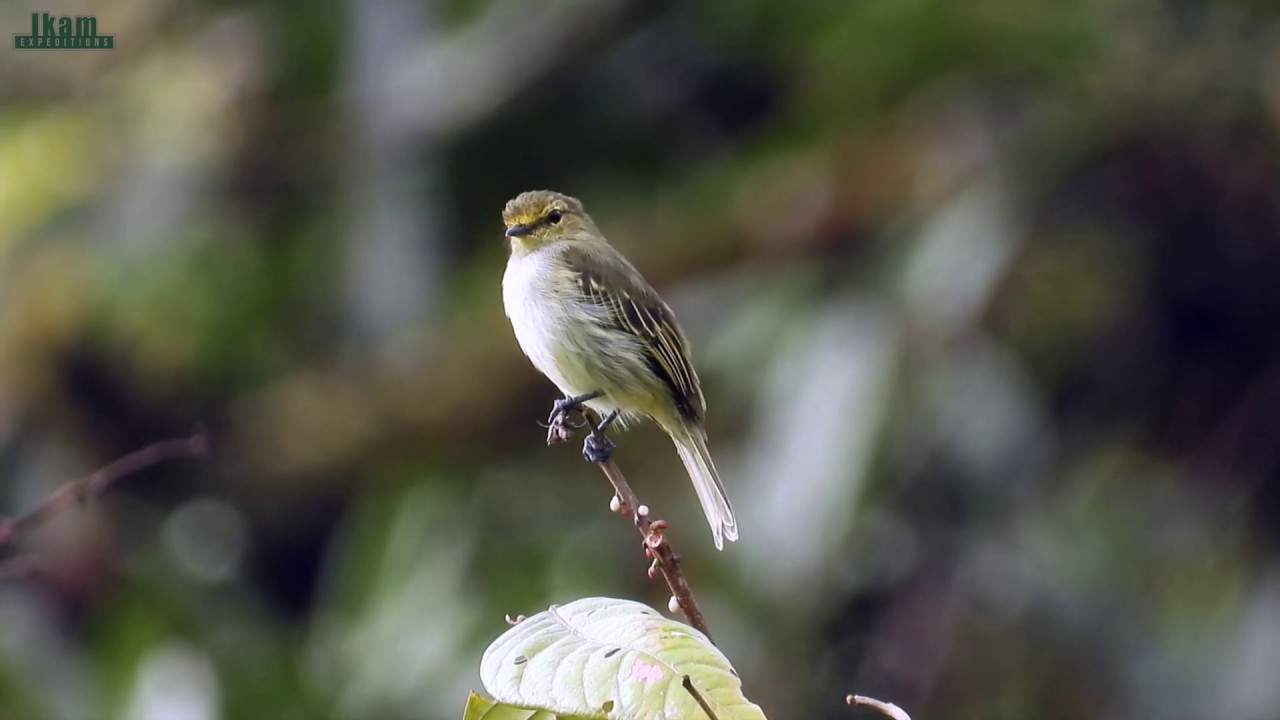 Peruvian Tyrannulet at Alto Mayo Protected Forest (natural protected area)