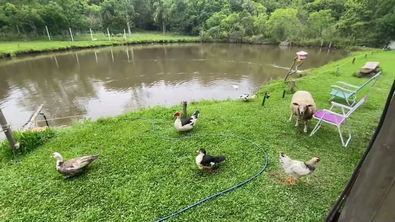 16 patos no sítio #sitio #caminhoparaumavidamelhor #deustemumapalavrapravoce #natureza 