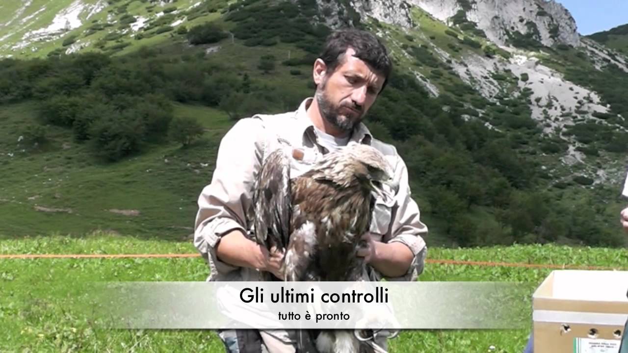 Liberazione aquila reale luglio 2011
