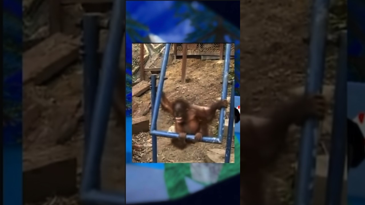 Saddest videos that will make gorilla tag players Cry 😔 #gorillatag #sad #monkey #injury