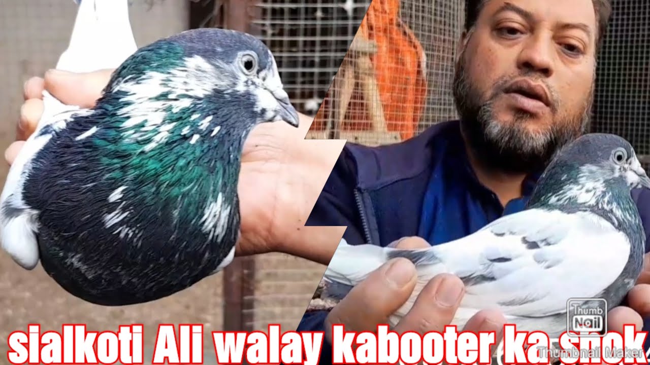 sialkoti Ali walay kabooter ka shok