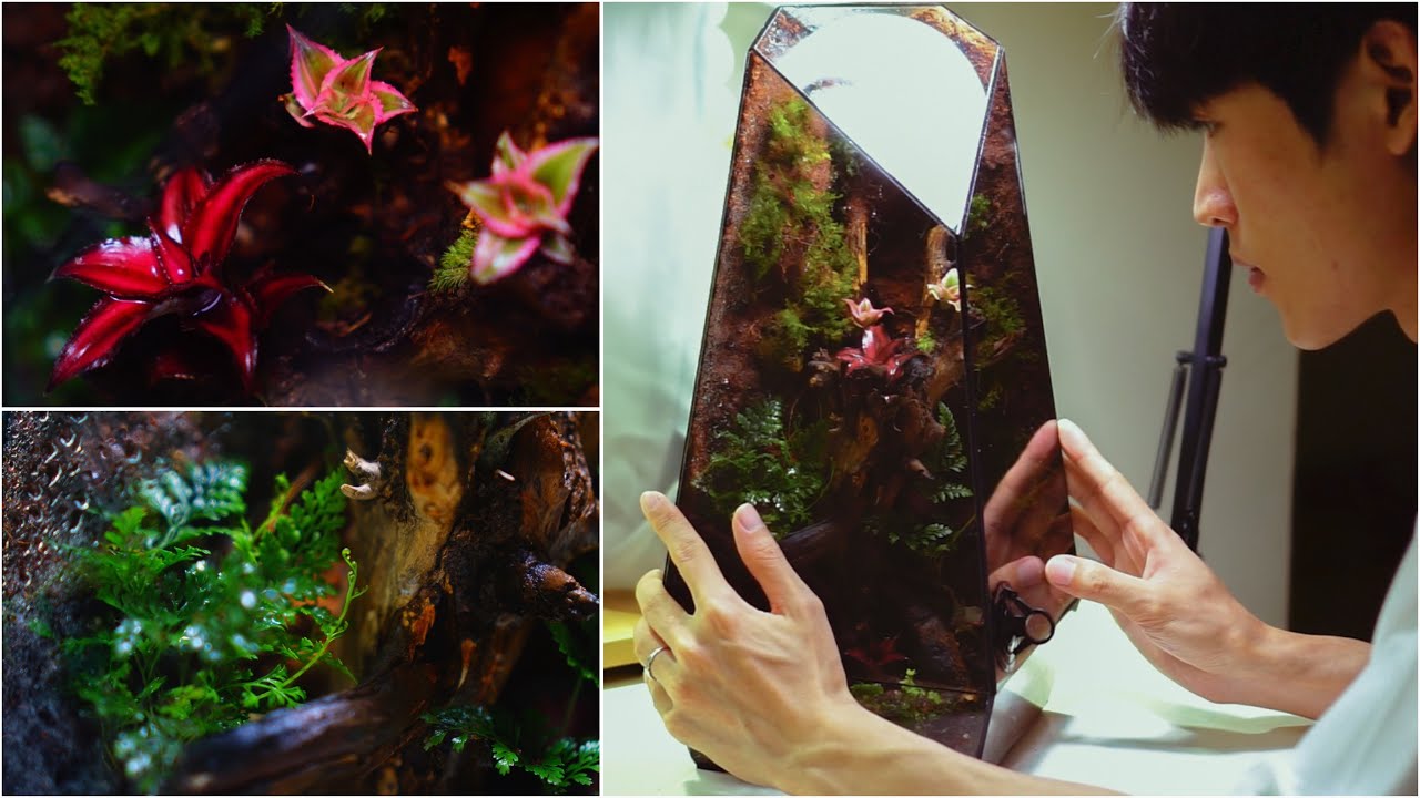 Relax with a terrarium: I made a corner of the rainforest in a polyhedral glass box