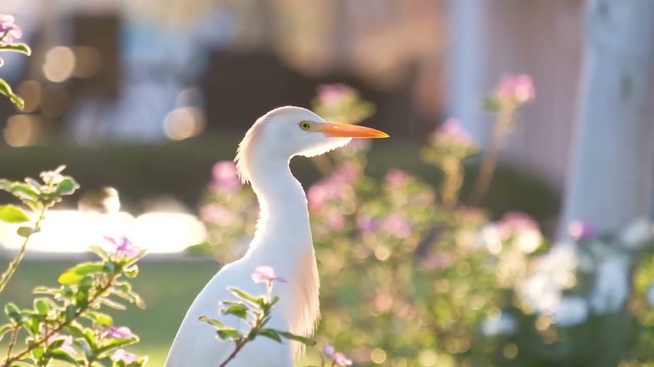 MOST Relaxing 4K Morning Nature Scenery 🌅 | Wake Up to a Peaceful & Positive Day