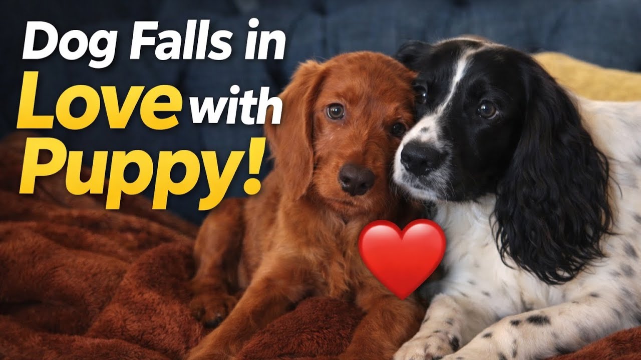 Cutest Dog & Puppy Friendship Ever — Pure Joy and Puppy Sounds