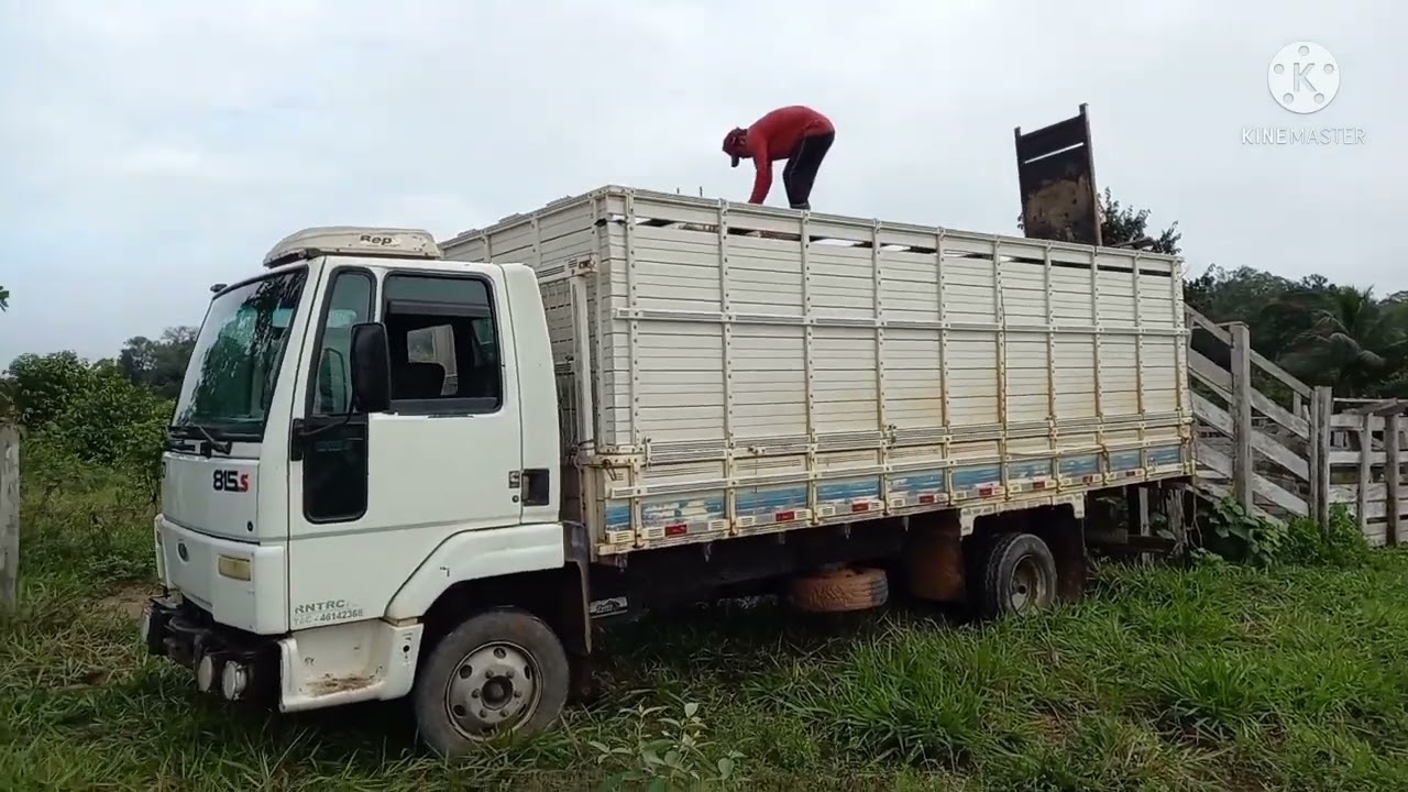 CARREGANDO GADO  NO NOSSO CAMINHÃO BOIADEIRO CARGO 815 S|MAIS NOVILHA PARA O  PASTO
