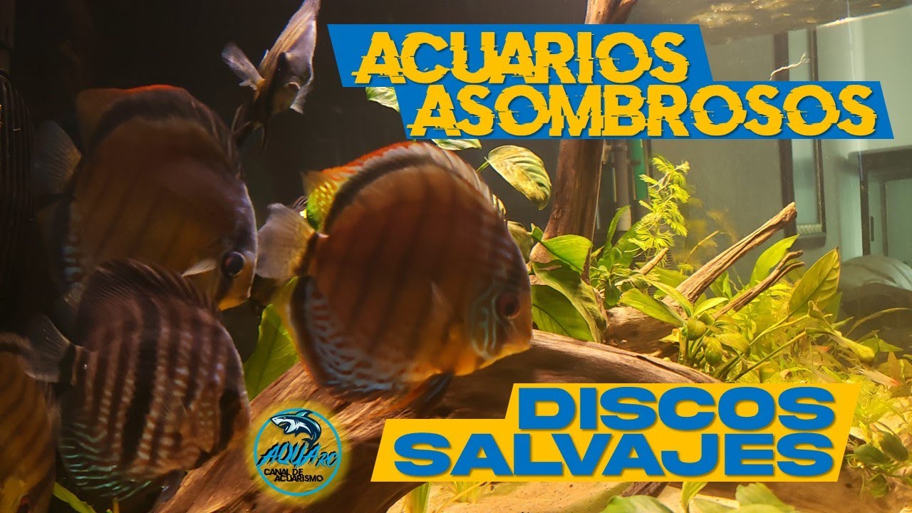 |Discos Salvajes F0| Acuarios Asombrosos | AQUA RC |