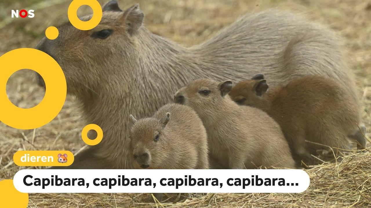 Hoe oud worden capibara's?