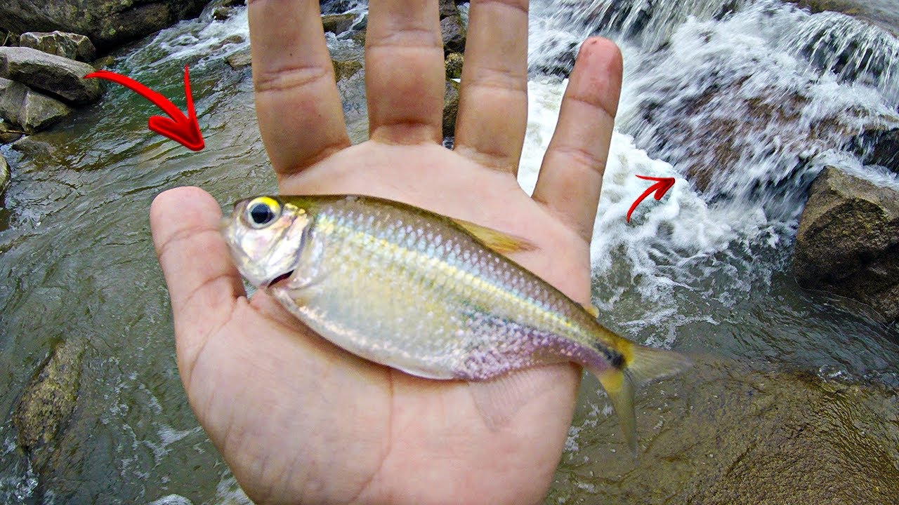 LAMBARI GIGANTE NA MASSINHA! Enchi o balde... Pescaria