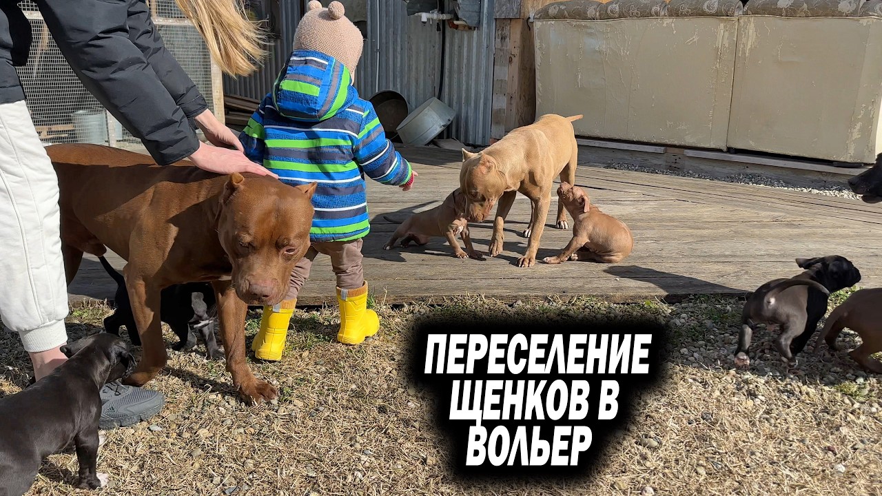Переселение щенков в вольер в зиму !!! Волчица чуть не перепрыгнула забор за соседской собакой.
