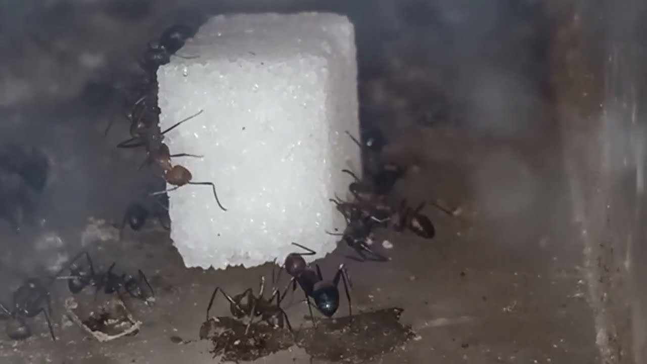 Camponotus nicobarensis update: KOLONIE ONTPLOFT OVERBEVOLKING en STAPELS BROED!?