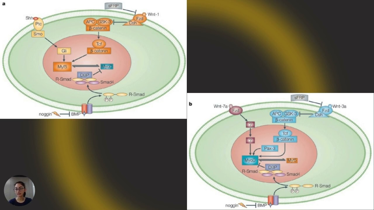 The Role of MyoD in Muscle_ AO
