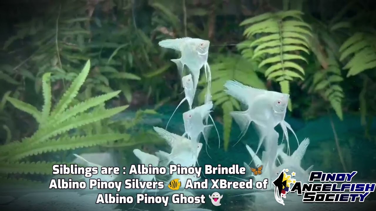 The Albino Pinoy Angelfish XBreed Santa Isabel Scalare 👊😎 The Albino Pinoy Brindle 🦋 etc 😍