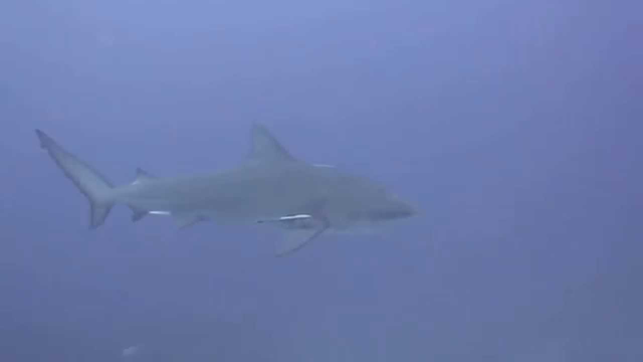 Bull sharks at Ponta D'Ouro Mozambique