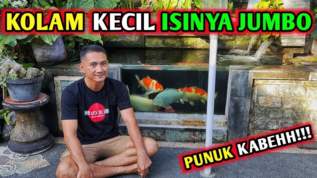 KOLAM KOI KECIL INI ISINYA JUMBO DAN BULKY SEMUANYA BAHKAN HARGA IKAN MELEBIHI KOLAM#koi #koifish