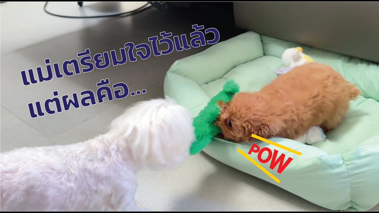 เกือบไม่รอด! รีแคป 7 วัน พุดเดิ้ลตัวแสบ ปะทะ มอลทีสตัวตึง