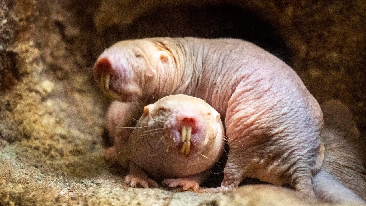 Nueva camada de rata topo desnuda en BIOPARC Valencia, mamífero “imposible” que estudia la ciencia