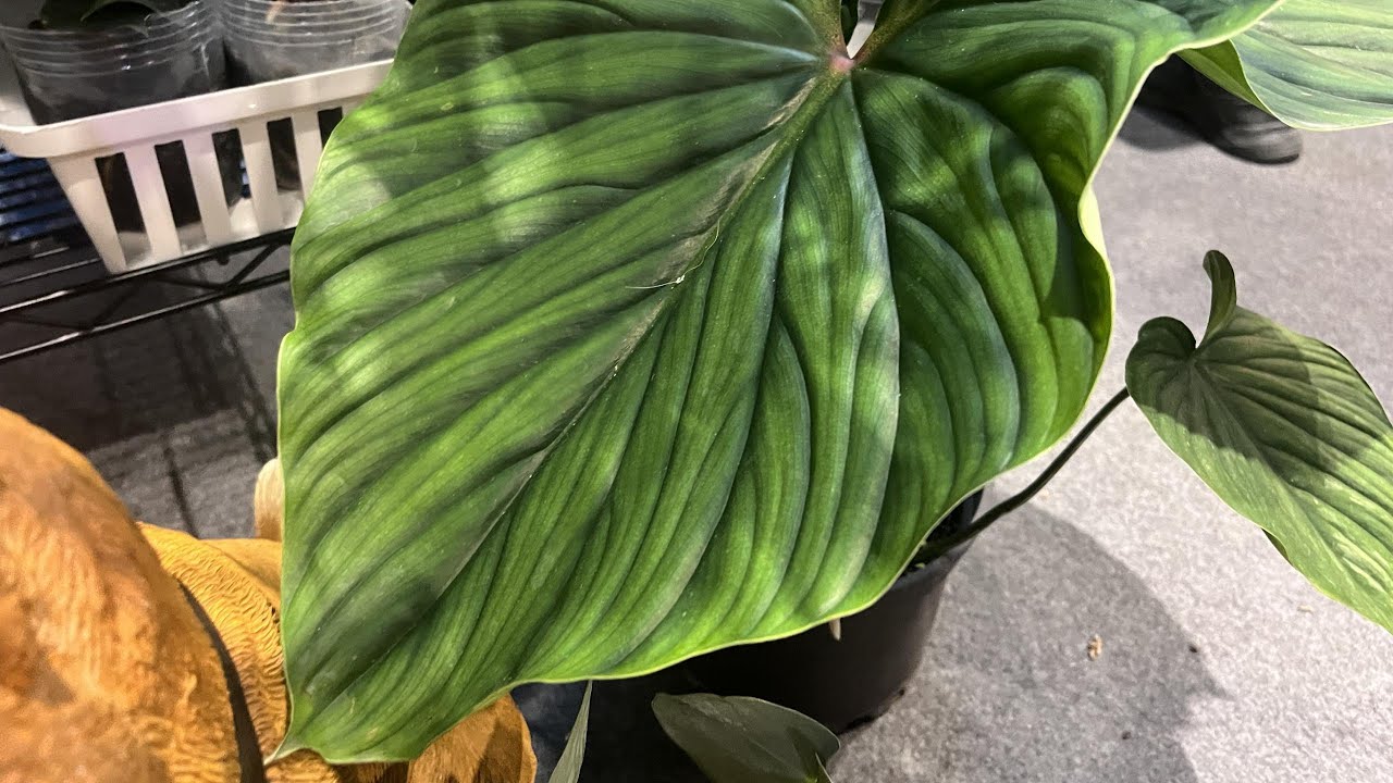 2022 艸植感植物特寵市集 值得一逛的觀葉植物市集  #艸植感 #市集 #觀葉 #龜背芋 #鹿角蕨 #多肉 #塊根 #觀音蓮 #蔓綠絨 #大台南會展中心