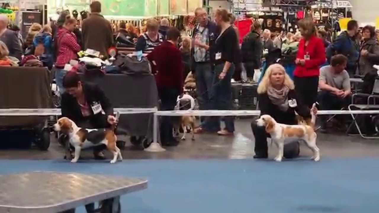Die erste Hundeausstellung f&uuml;r Fine