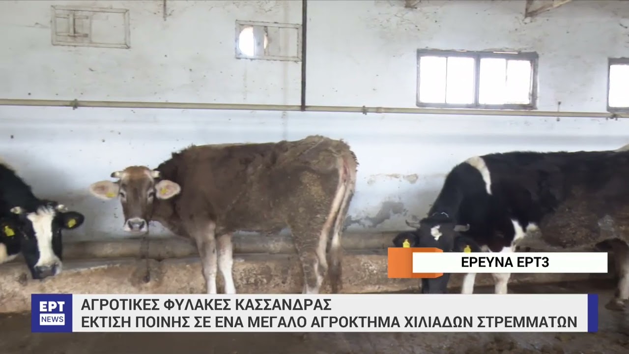 Αγροτικές φυλακές Κασσάνδρας- Έκτιση ποινής σε ένα μεγάλο αγρόκτημα χιλιάδων στρεμμάτων