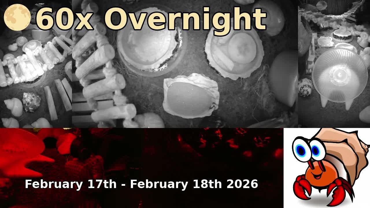 🌕 Time Lapse of 24x7 Hermit Crab Live Stream Overnight February 17th - February 18th 2026 (60x)