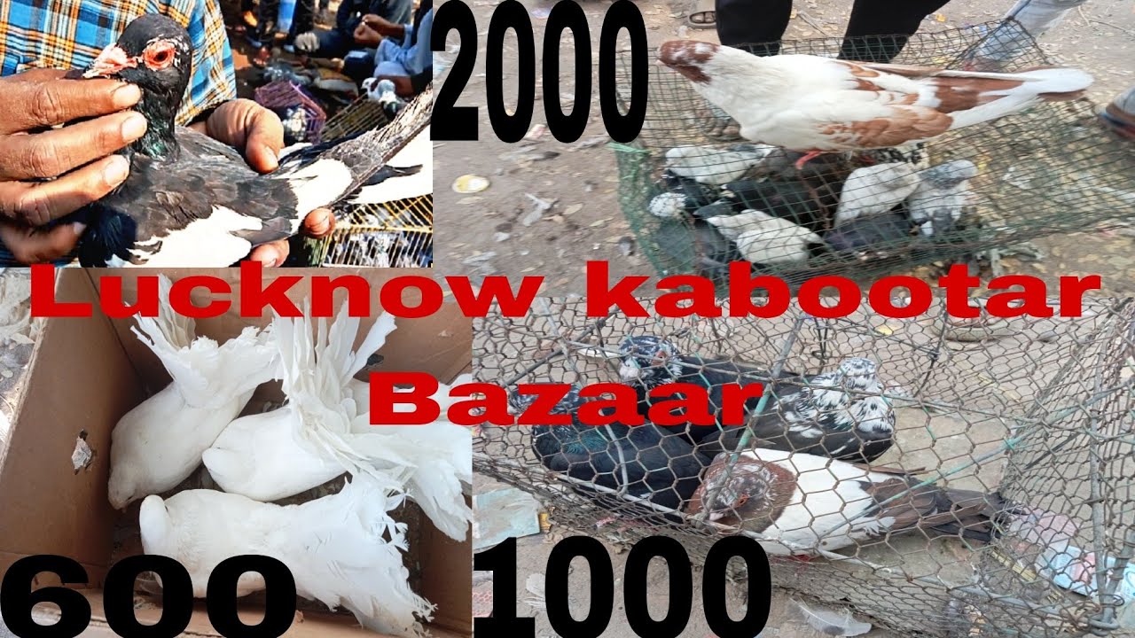 Lucknow kabootar Bazaar new video 24/11/24 Lucknow gola kabutar saste aur ache kabutar Mandi main