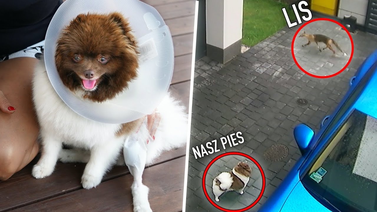 Nasz pies miał spotkanie z LISEM !