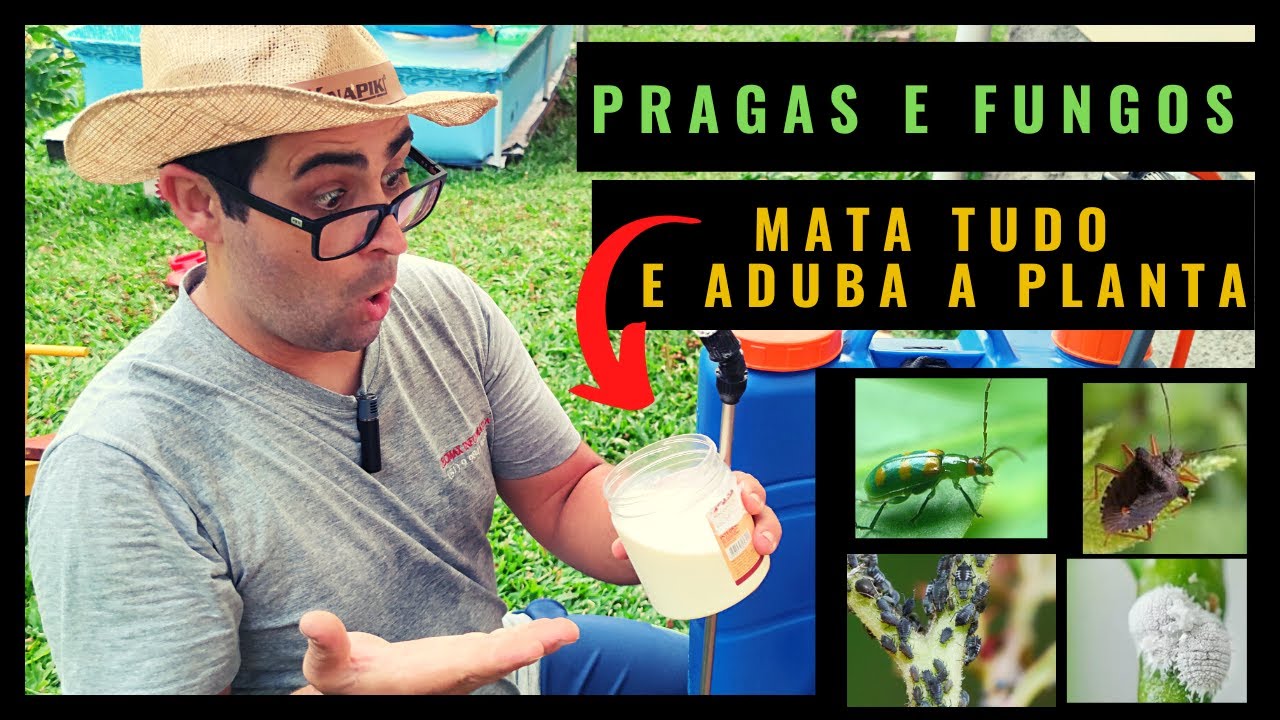 (SEM VENENO) LIVRE-SE  do PULGÃO, Cochonilhas, Fungos  - MATADOR DE PRAGAS Caseiro ( Testado)