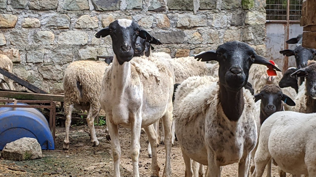 Zero Grazing Farming for Sheeps in Baringo