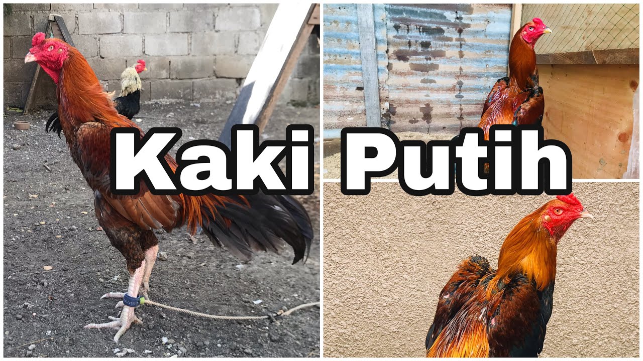 Ang aking mga Brood Cock. Kaki Putih, 20g, Gargola, Phanat, Belgian, Braz, Shamo, Black RingKhoy.