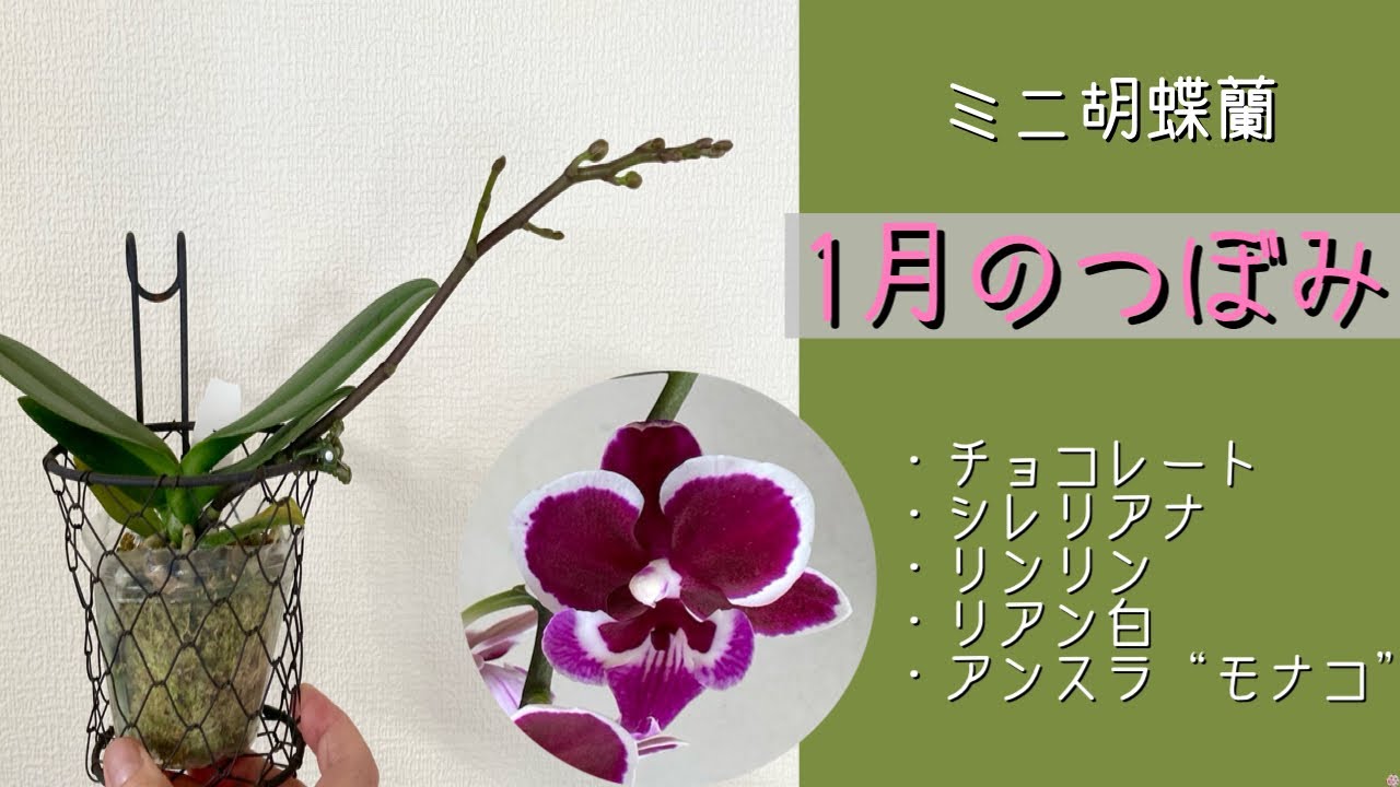2026年1月24日　1月のミニ胡蝶蘭《つぼみ》　ヤングホーム“チョコレート”　シレリアナ　リンリン　リアン“白”　アンスラ“モナコ”　アマビリスそっくりさん