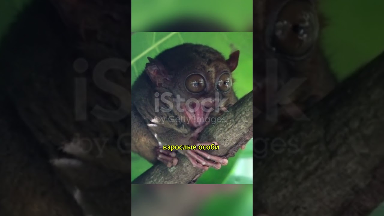 Долгопяты: Маленькие существа, большие загадки! #animals #природа#shorts