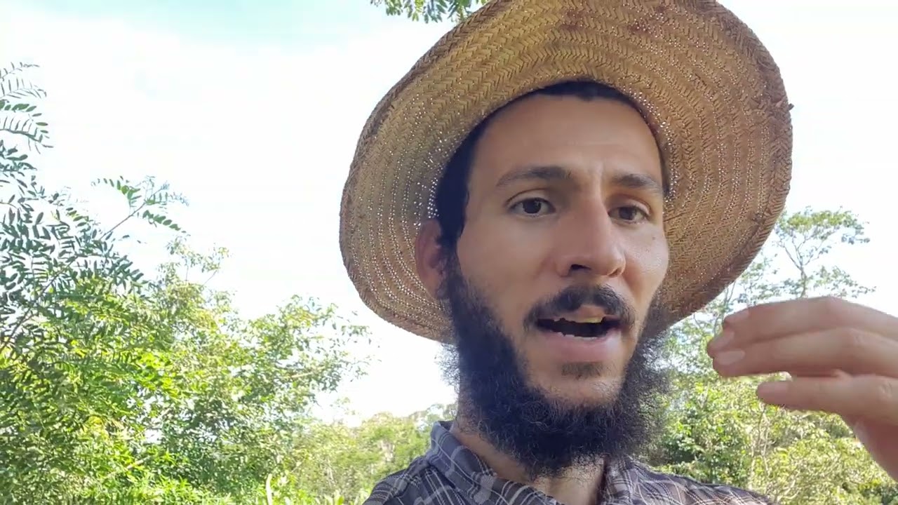 Brotos de cura/Alfazema de Caboclo🙏 🤠🍒🌻🌿