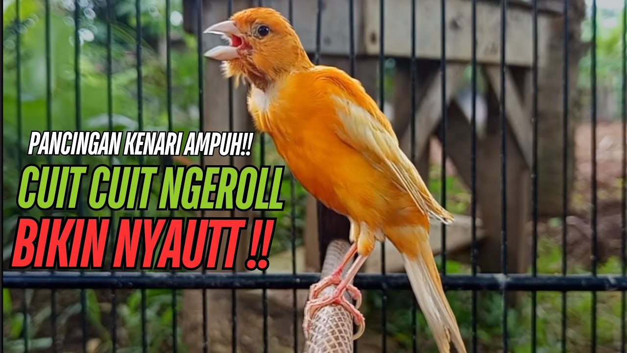 SUARA Kenari GACOR PANJANG Pancingan & masteran Kenari Paud AGAR gacor AMPUH Kenari MACET bunyii