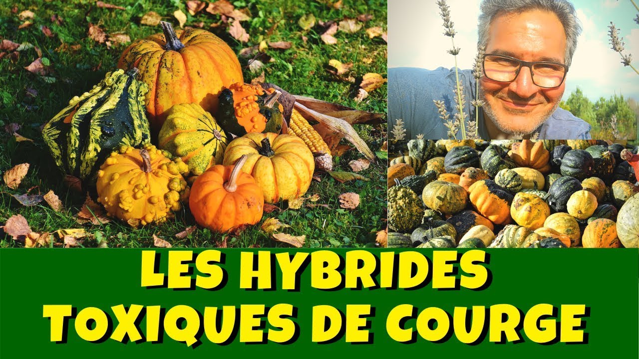 Coloquintes et courges décoratives : les hybrides toxiques !