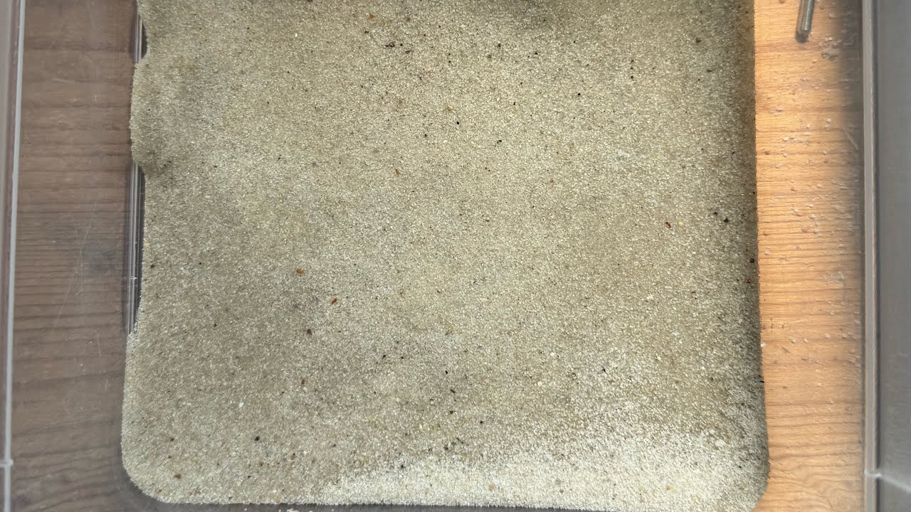 wet bird sand (gritty) #sandasmr #satisfying #gritty