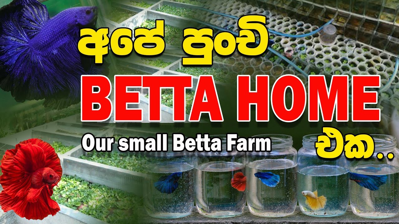 Our little Betta farm