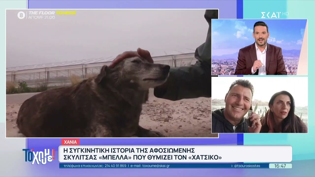 Χανιά: Η συγκινητική ιστορία της αφοσιωμένης σκυλίτσας Μπέλλα που θυμίζει τον Χάτσικο | Το 'Χουμε!