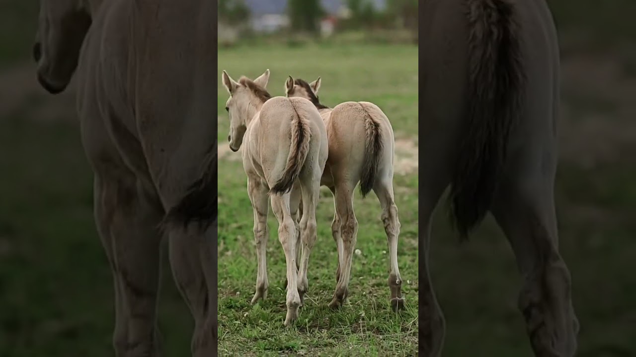 Twins? Find out on our page #camilleshorsemanship