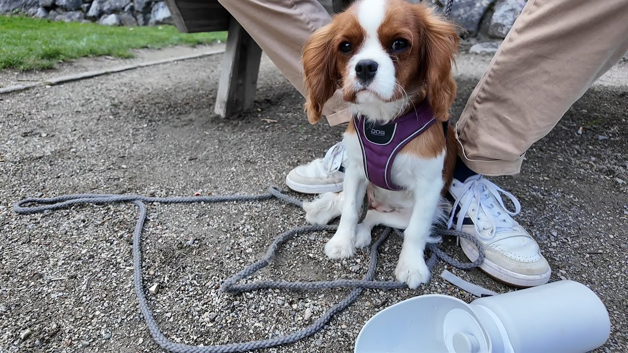 Vanilla, the Cavalier King Charles puppy, is worried at the new park but quickly adjusts