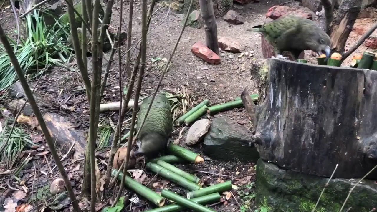 Beschäftigung für die Keas im Zoo Basel