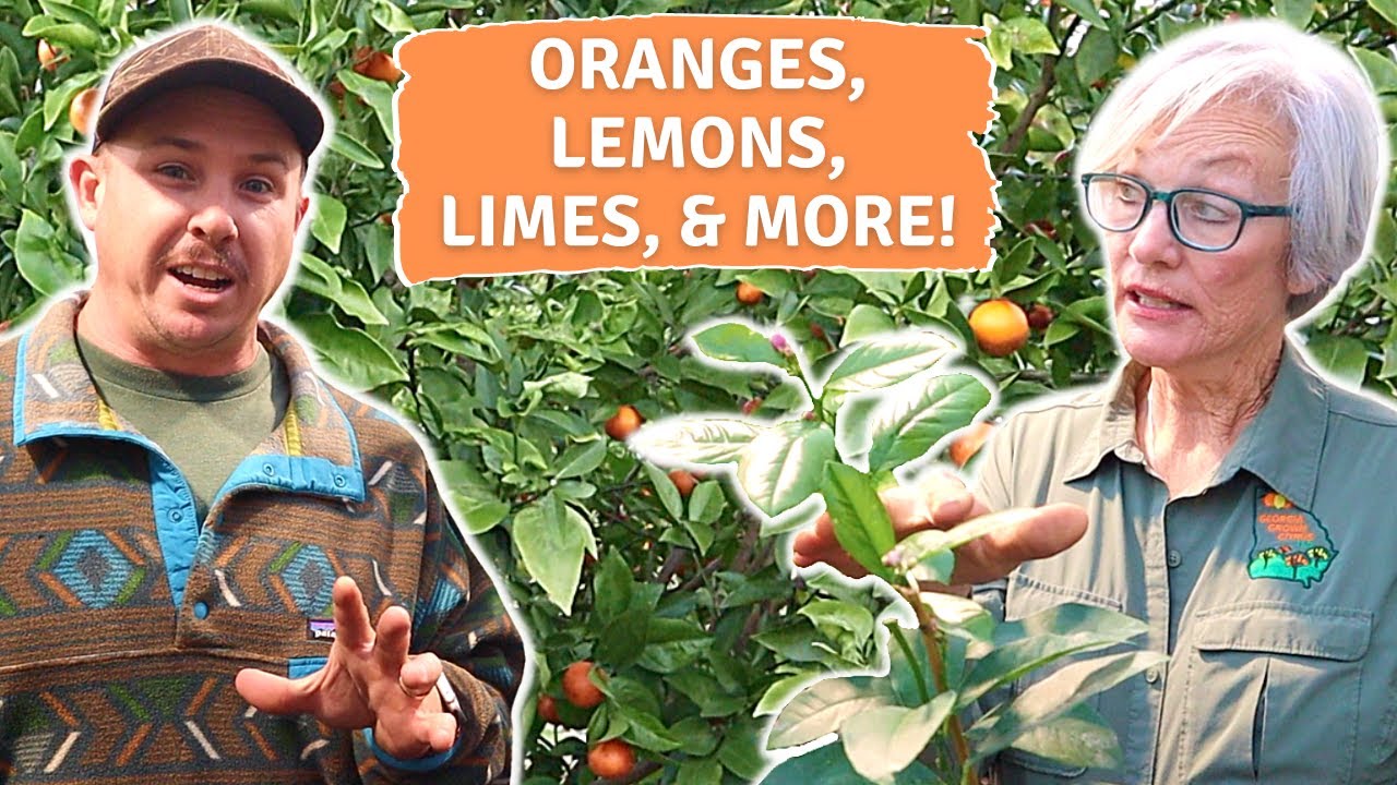CITRUS TREES YOU CAN GROW ANYWHERE!