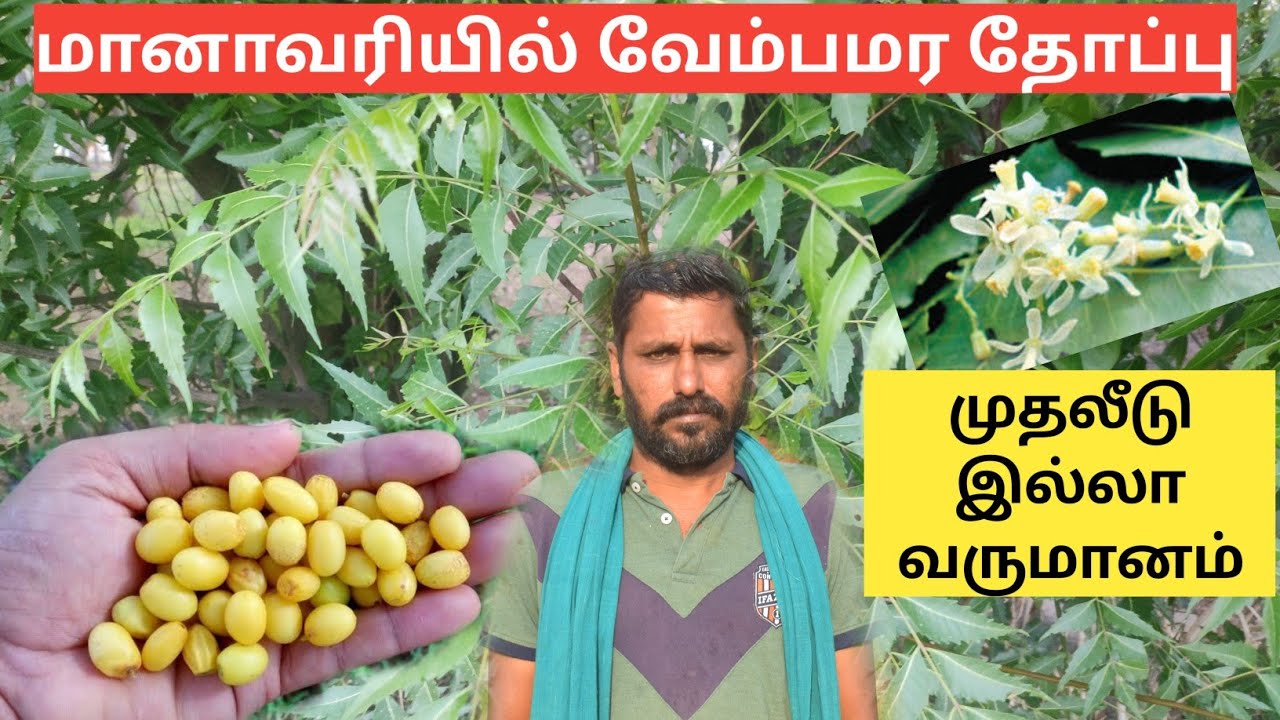 வேப்பமரத்தில் உணவுக்காடு புது வகையான விவசாயம் | High profitable Neem Forest