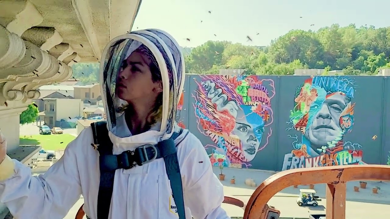 BEECASSO LIVE BEE REMOVAL