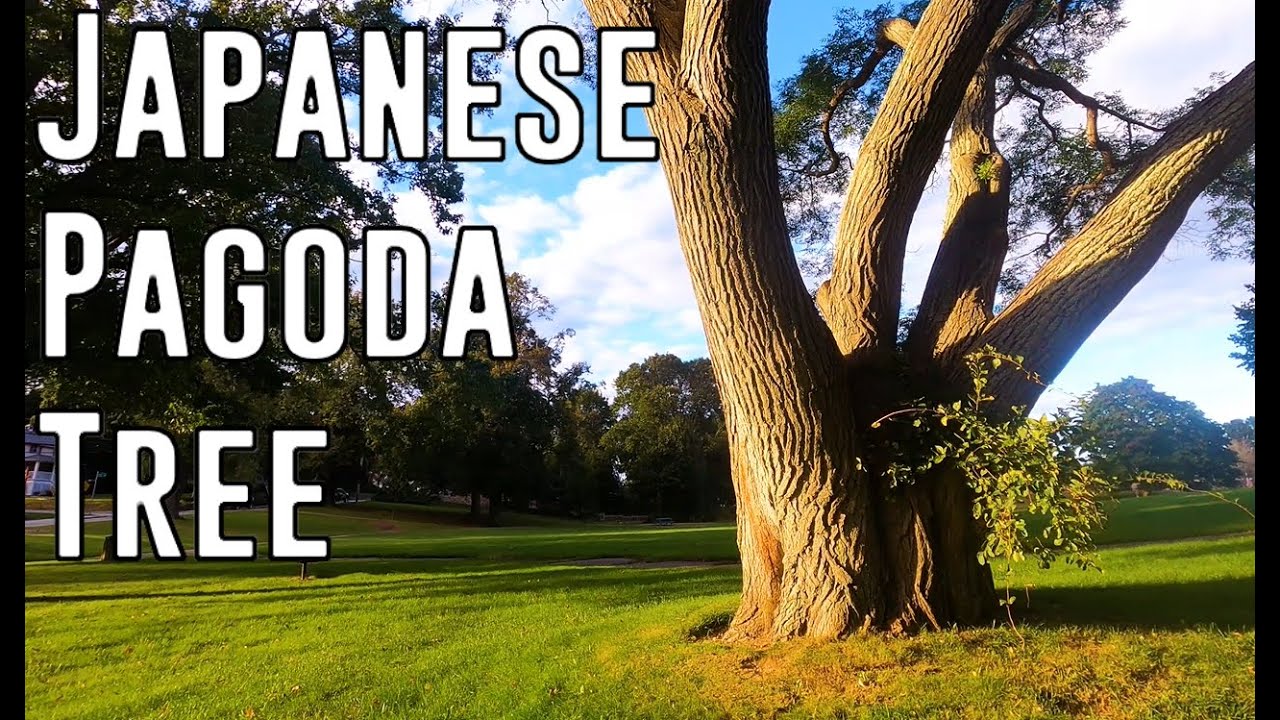The Biggest Japanese Pagoda Tree in Rhode Island (Champion Tree Hunting)
