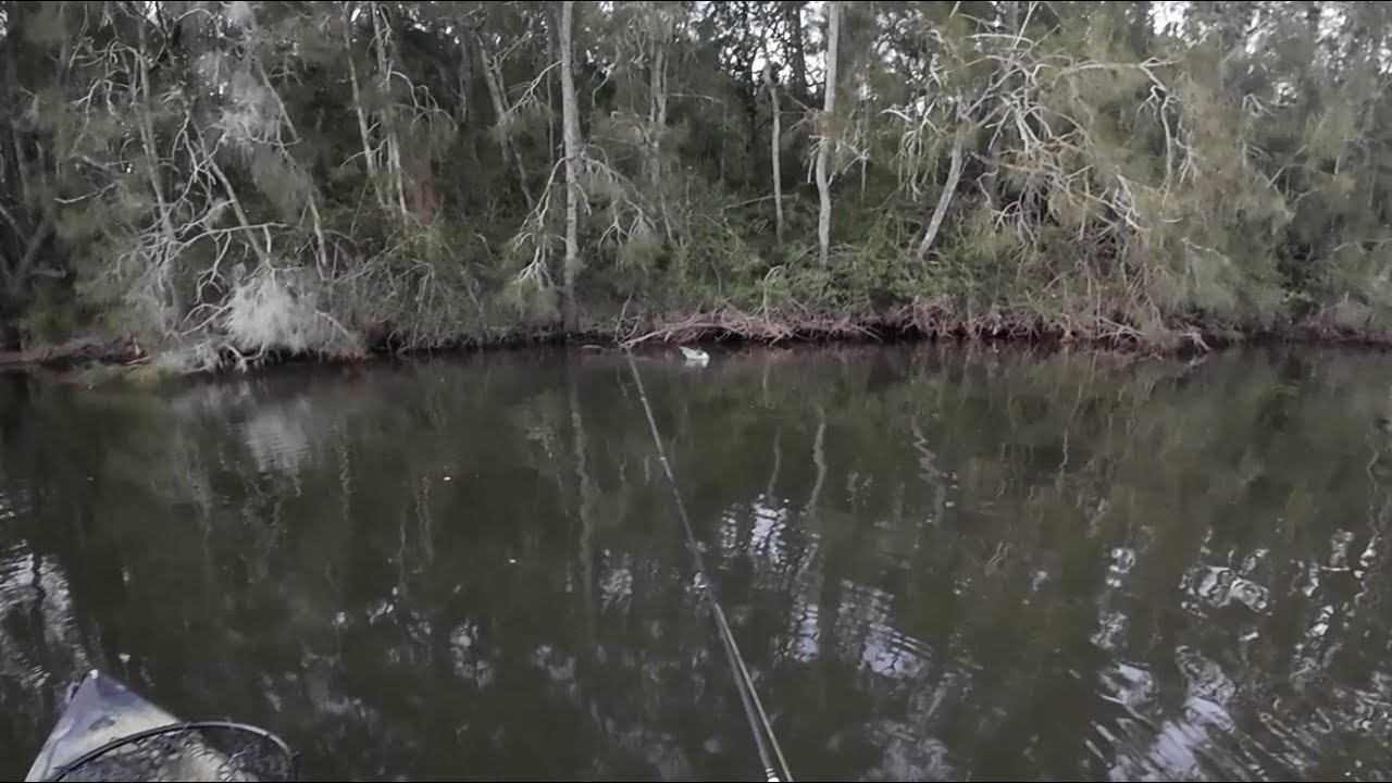 Top Water Estuary Perch